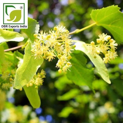 Pure Linden Blossom Oil_Tilia vulgaris Oil by DBR Exports India