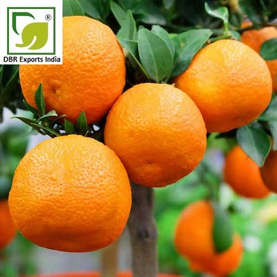 Mandarin Oil_Citrus Reticulata Oil by DBR Exports India