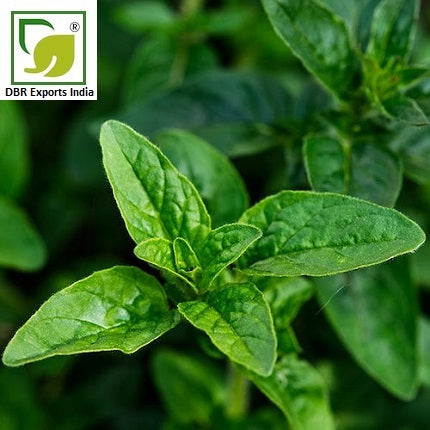 Marjoram Essential Oil _ Marjoram