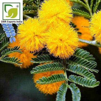 Pure Mimosa Oil_Mimosa tenuiflora Oil by DBR Exports India