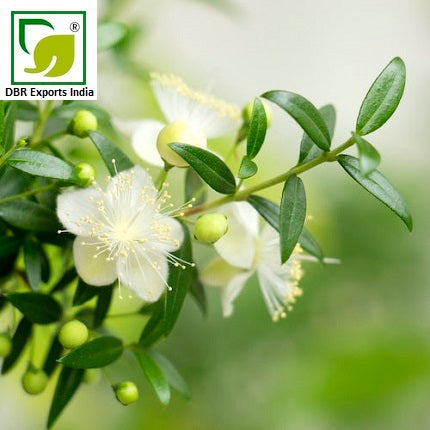 Pure Myrtle Oil_Pure Myrtus Communis Oil by DBR Exports India