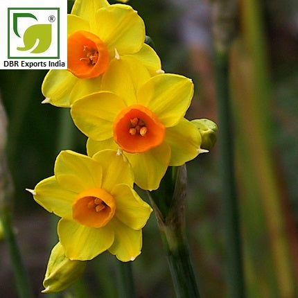 Pure Narcisuss Oil_Pure Narcissus Poeticus Oil by DBR Exports India