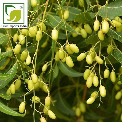 Pure Neem Oil_Pure Azadirachta indica Oil by DBR Exports India