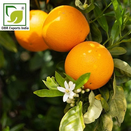 Neroli Oil_Pure Citrus aurantium(Vugaris) Oil by DBR Exports India