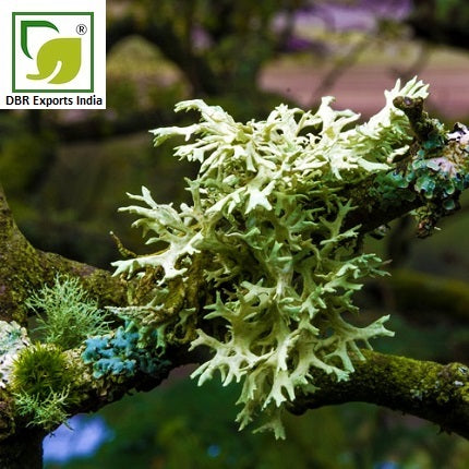 Oakmoss Res. _Resinoid Evernia furfuracea by DBR Exports India