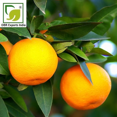 Orange Oil_Citrus Sinensis Oil by DBR Exports India