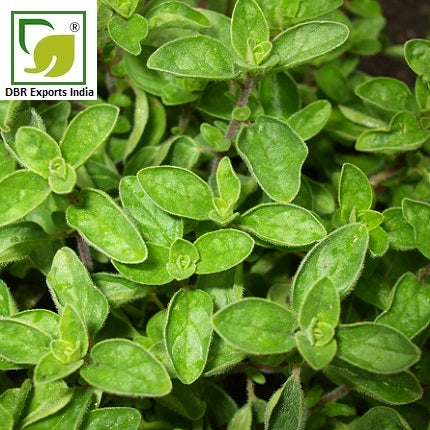 Oregano Oil_Pure Origanum Vulgare Oil