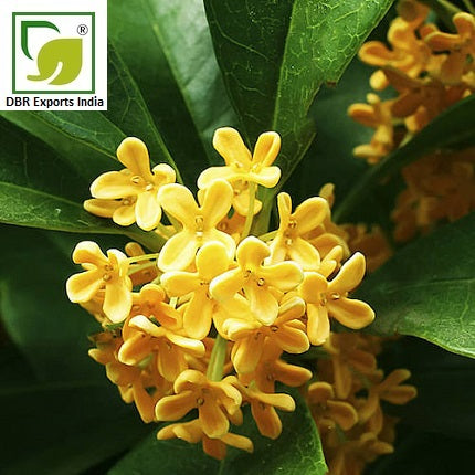 Pure Osmanthus Oil_Osmanthus Fragrans Oil by DBR Exports India