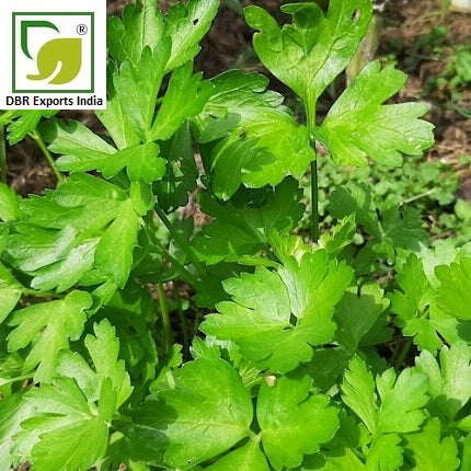 Pure Parsley Seed Oil_Petroselinum Sativum Oil by DBR Exports India
