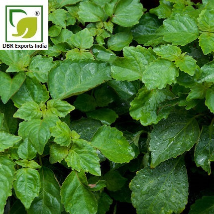 Patchouli Oil_Pogostemon Cablin Oil by DBR Exports India