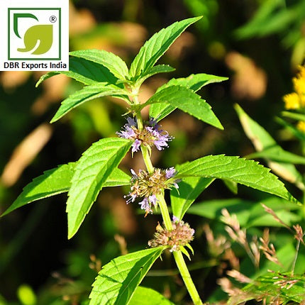 Peppermint Oil Mentha Arvensis by DBR Exports India