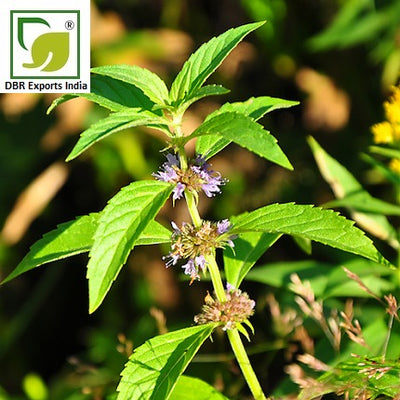 Peppermint Oil Mentha Arvensis by DBR Exports India