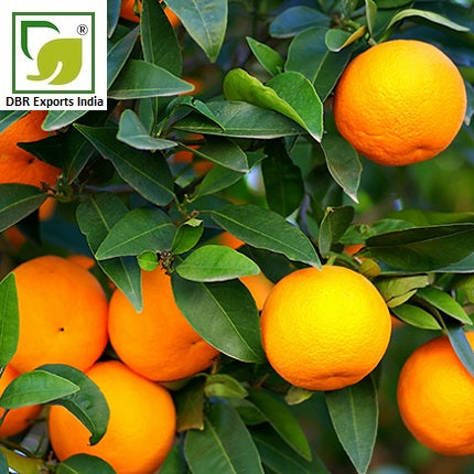 Pure Petitgrain Oil_Pure Citrus aurantium Oil by DBR Exports India