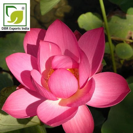 Pure Pink Lotus Oil_Nelumbo Nucifera Oil by DBR Exports India