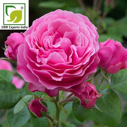 Rose Absolute Oil