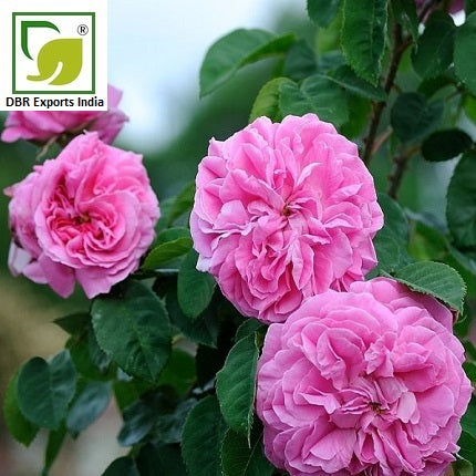 Pure Rose Oil Steam distilled Rosa Damascena Oil