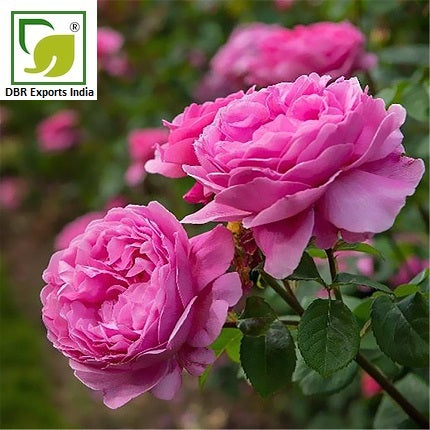 Pure Rose Oil_Pure Rosa Damascena Oil