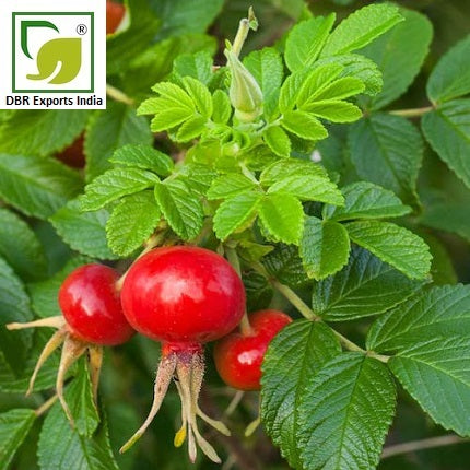 Pure Rosehip Oil_Pure Rosa Rubiginosa Oil by DBR Exports India