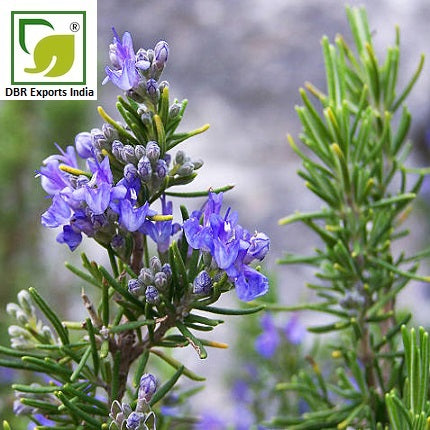 best rosemary essential oil