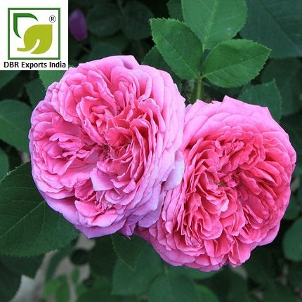 Ruh Gulab Rose Oil