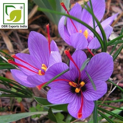 Pure Saffron Oil_Pure Crocus Sativus Oil by DBR Exports India