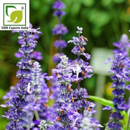 Sage Oil_Pure Salvia Officinalis Oil by DBR Exports India
