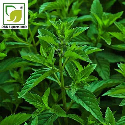 Spearmint Oil Mentha spicata Oil by DBR Exports India