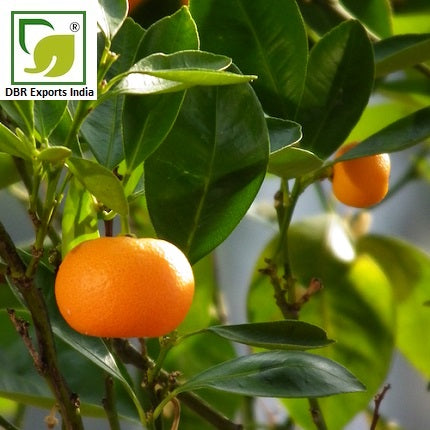 Tangerine Oil by DBR Exports India