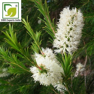 Pure Tea Tree Oil_Pure Malaleuca Alternifolia Oil by DBR Exports India