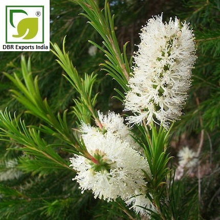 Pure Tea Tree Oil_Pure Malaleuca Alternifolia Oil by DBR Exports India