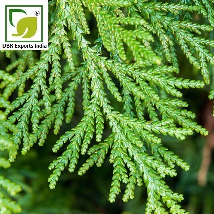 Pure Thuja Oil_Pure Thuja occidentalis Oil by DBR Exports India