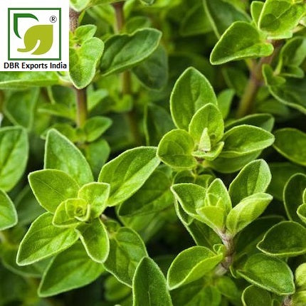 Thyme Oil_thymus Vulgaris Oil by DBR Exports India