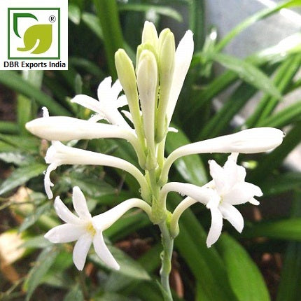 Pure Tuberose Oil_Polianthes tuberosa Oil