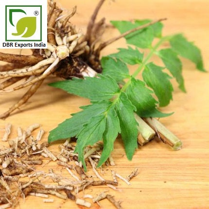 Pure Valerian Root Oil_Pure Valeriana officinalis Oil by DBR Exports India