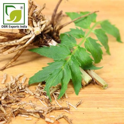 Pure Valerian Root Oil_Pure Valeriana officinalis Oil by DBR Exports India