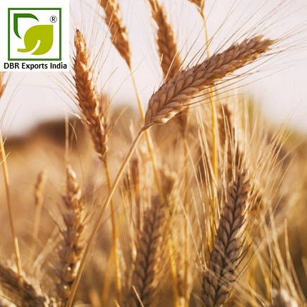Pure Wheat Germ Oil_Pure Triticum vulgare Oil by DBR Exports India
