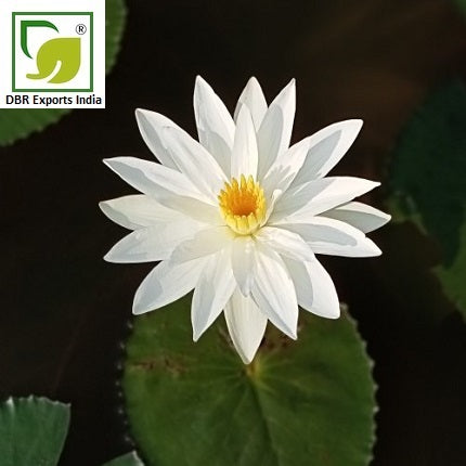 White Lotus Oil_Nelumbo Nucifera Oil