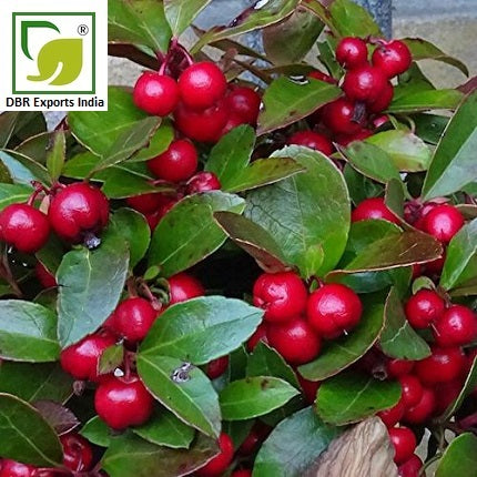Wintergreen Oil Gaultheria Procumbens Oil by DBR Exports India