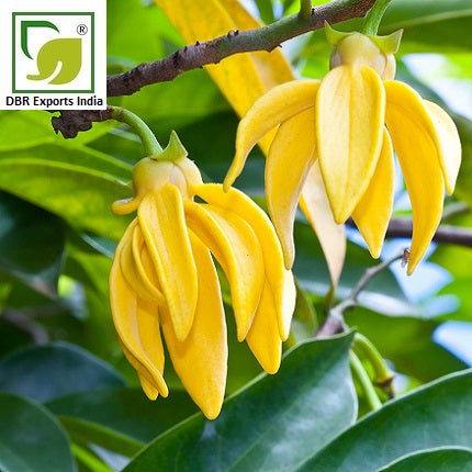 Pure Ylang Ylang Oil_Pure Cananga Odorata Oil