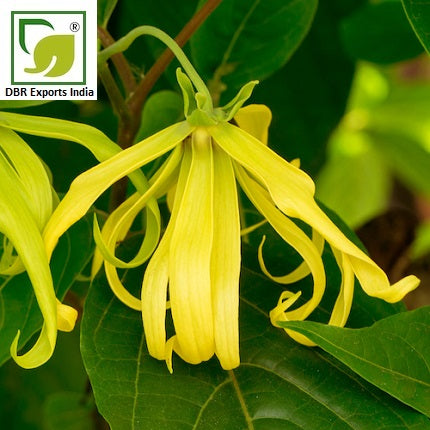 Ylang Ylang Oil by DBR Exports India