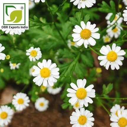 Pure Chamomile Oil Chamaemelum Nobile Oil by DBR Exports India