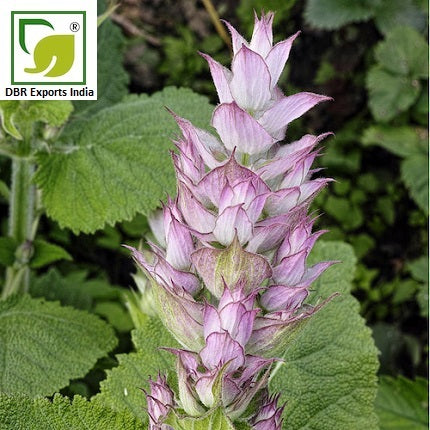 Clary Sage Oil_Pure Salvia Sclarea Oil by DBR Exports India