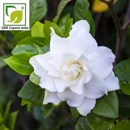 Gardenia Oil_Gardenia grandiflora Oil