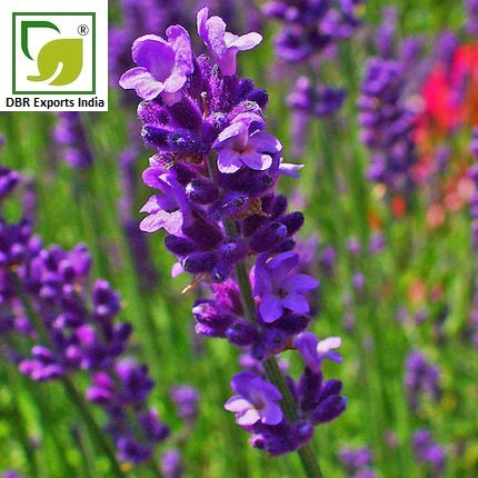 Pure Lavender Oil_Pure Lavandula Angustifolia Oil