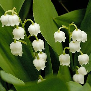 Lily of the Valley Oil-Convallaria Majalis-500gm