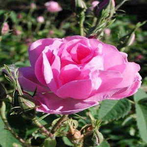 Traditional Royal Indian Rose Attar oil by DBR Exports India